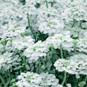 Iberis sempervirens Snowflake