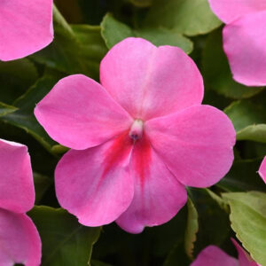impatiens-beacon-pink