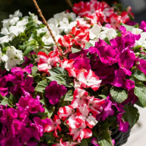 IMPATIENS IMARA X D R MIX