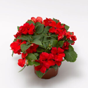 IMPATIENS IMARA X D R ORANGE
