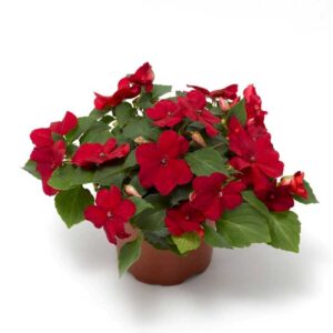 impatiens-imara-xdr-red