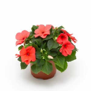 impatiens-imara-xdr-salmon-shades