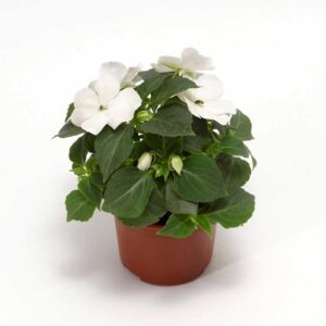 impatiens-imara-xdr-white