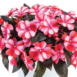 impatiens-ng-harmony-bicolor-red