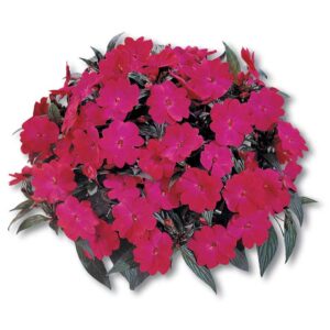 impatiens-ng-harmony-magenta