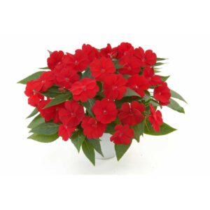 impatiens-ng-harmony-red-cardinal