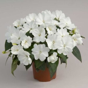 impatiens-ng-harmony-snow