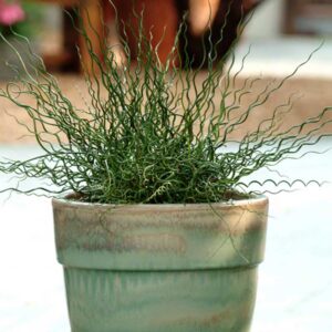 juncus-twister