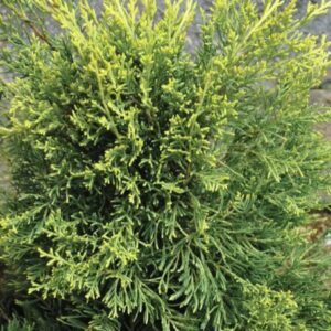 juniperus-chinensis-gold-lace