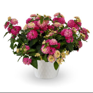 lantana-bandolista-pink-lemonberry
