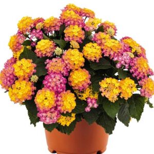 lantana-havana-sunset