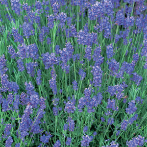 Lavandula angustifolia Munstead