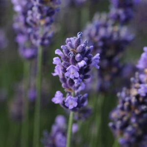 lavandula-super-blue