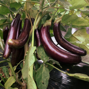 les-jardins-de-lecoumene-aubergine-little-finger-bio