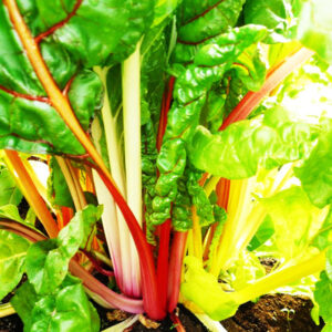 les-jardins-de-lecoumene-bette-a-carde-rainbow-mix-bio