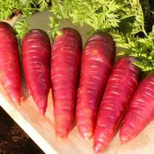 les-jardins-de-lecoumene-carotte-purple-dragon-bio