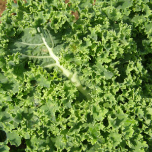 les-jardins-de-lecoumene-chou-frise-dwarf-blue-scotch-bio