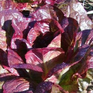 les-jardins-de-lecoumene-laitue-romaine-rouge-dhiver-bio