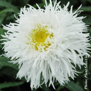 leucanthemum-aglaya