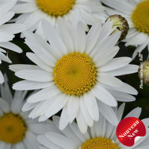 leucanthemum-madonna