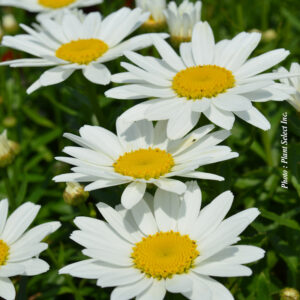 leucanthemum-snowcap