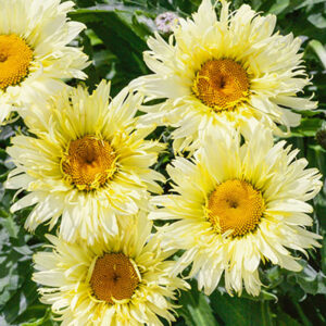 Leucanthemum Realflor ® Real Charmer