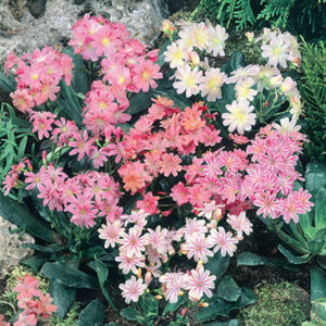 Lewisia cotyledon mixed