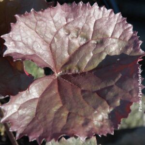 ligularia-dentata-britt-marie-crawford