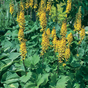 Ligularia Little Rocket