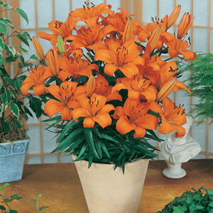 Lilium Asiatic Orange Pixie im Topf