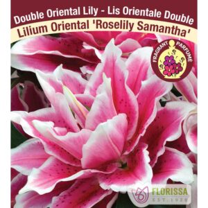lilium-double-or-roselily-samantha