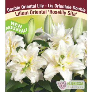 lilium-or-roselily-sita