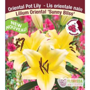 lilium-or-sunny-bliss