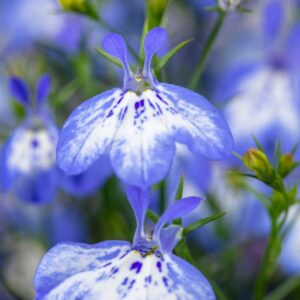 lobelia-hot-pretty-heaven