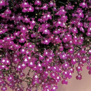 lobelia-regatta-rose