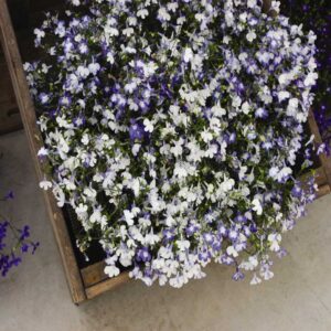 lobelia-regatta-sky-blue