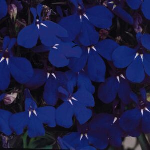 lobelia-riviera-midnight-blue