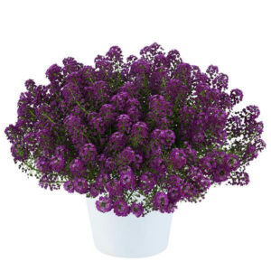 lobularia-purple-stream-compact