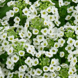 lobularia-white-stream-compact