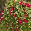 lophospermum-lofos-compact-rose