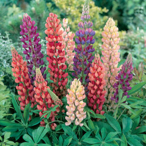 Lupinus polyphyllus mixed