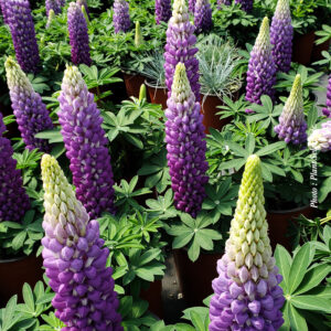 lupinus-west-persian-slipper