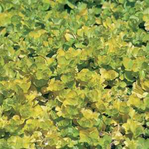 Lysimachia nummularia Aurea