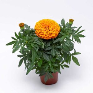 marigold-afri-inca-ii-deep-orange