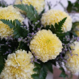 marigold-afri-white-swan