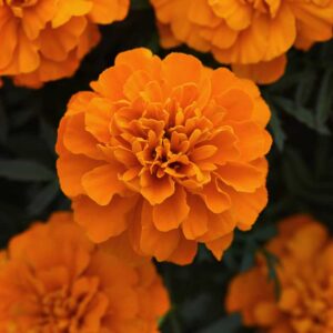 marigold-bonanza-deep-orange