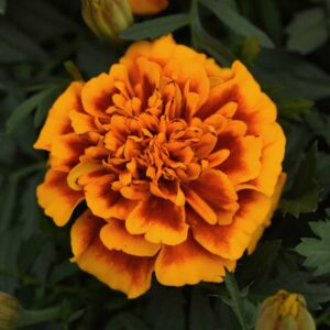 marigold-bonanza-flame