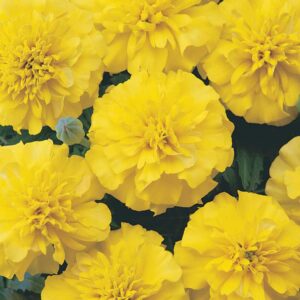marigold-bonanza-yellow