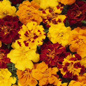 marigold-durango-mix-outback