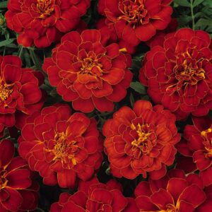 marigold-durango-red